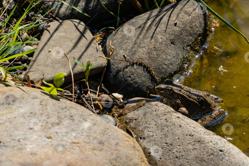 Скачать Лягушка Рана ридибунда (pelophylax ridibundus) сидит на камнях на берегу садового пруда. Размытый фон. Выборочный фокус. Весенний ландшафтный сад. Естественная среда обитания. Концепция природы для дизайна. фотосток Ozero