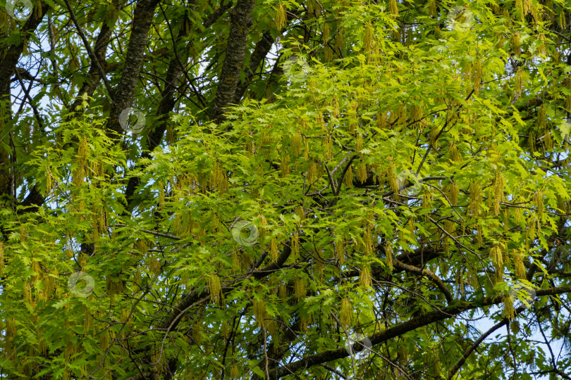Скачать Красный дуб Quercus rubra на фоне голубого неба. Яркая молодая зеленая листва с желтыми сережками во время цветения. Весенний ландшафтный сад. Концепция природы для дизайна фотосток Ozero