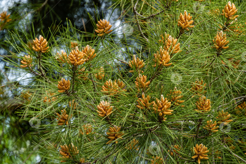 Скачать Пицундская сосна Pinus brutia pityusa на размытом зеленом фоне. Выборочный фокус. Желтые мужские шишки на ветках сосны с длинными иглами. Крупный план. Концепция природы для дизайна. фотосток Ozero