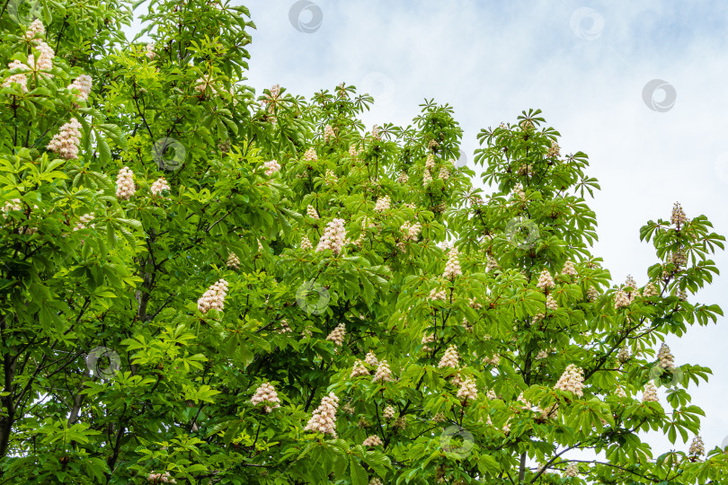 Скачать Цветущий конский каштан (Aesculus hippocastanum, каштан каштановый) на фоне голубого неба с облаками. Большие вертикальные свечи с соцветиями белых цветов на ветвях с зелеными резными листьями. Весенний день. фотосток Ozero