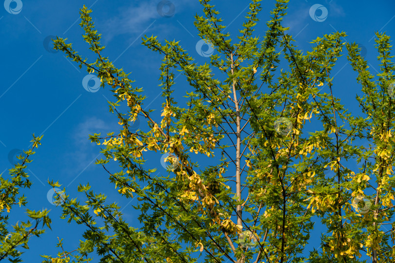 Скачать Клен Acer saccharinum на фоне голубого неба на закате. Зеленые листья и сережки с желтыми семенами на ветке клена Acer saccharinum. Крупный план. Ландшафтный сад. Есть место для текста. фотосток Ozero