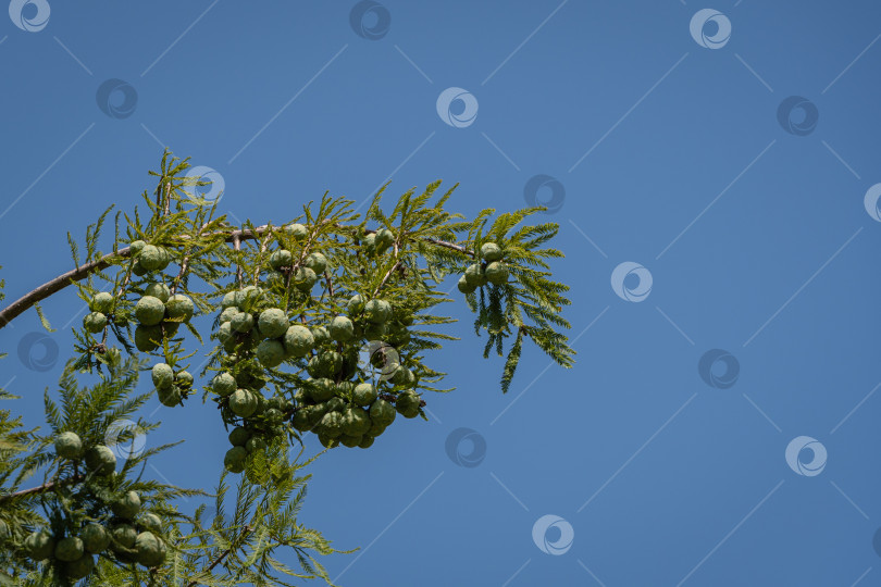 Скачать Лысый кипарис Taxodium Distichum (болотный, белый кипарис, заливной или приливный красный кипарис) зеленое дерево на фоне голубого неба. Общественный ландшафтный городской парк Краснодара или "Парк Галицкого". фотосток Ozero