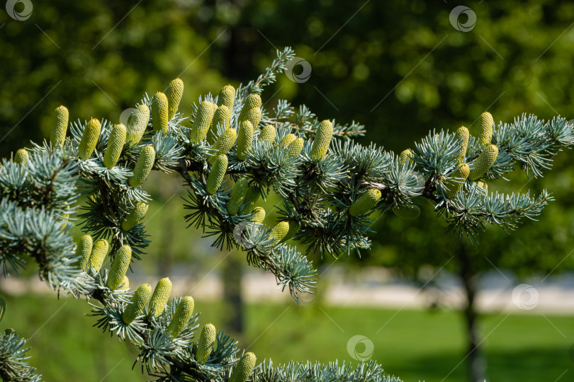 Скачать Cedrus Atlantica Glauca - дерево, также известное как Голубой атласский кедр или Cedrus libani atlantica. Шишки на ветвях с игольчатыми листьями. Размытый фон. Городской парк "Краснодар" или парк Галицкого. фотосток Ozero