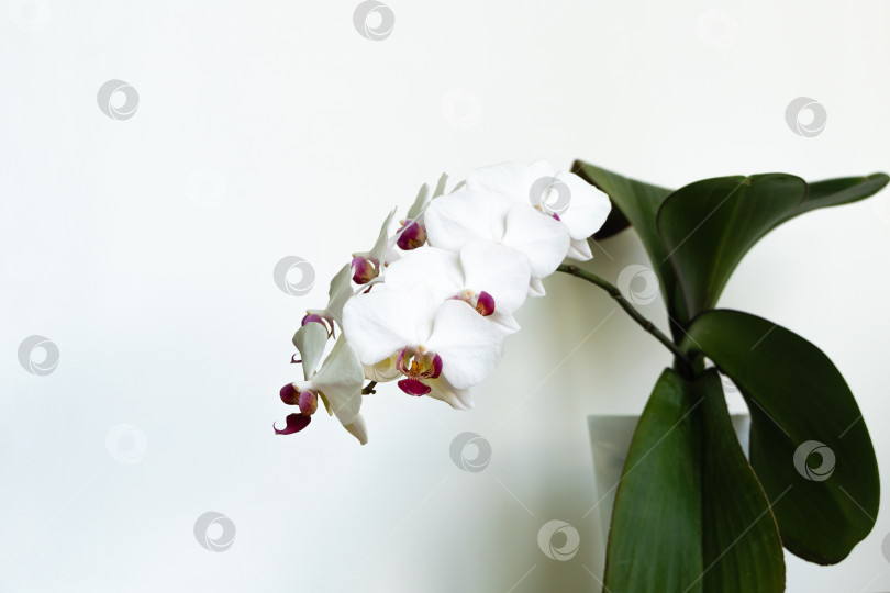 Скачать Белый цветок орхидеи фаленопсис Фаленопсис, известный как орхидея мотылька или Фал. Цветок на белом фоне. Выборочный мягкий акцент. Прекрасная идея для любого дизайна. Спокойствие и релаксация. Любовь и удовольствие. фотосток Ozero