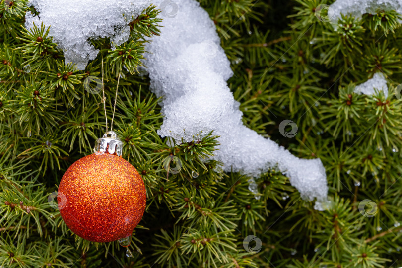 Скачать Рождественская игрушка красный шар висит под снегом на ветке рождественской елки. Зимняя сказка в ландшафтном саду. Размытый фон. Выборочный фокус. Есть место для вашего текста. фотосток Ozero
