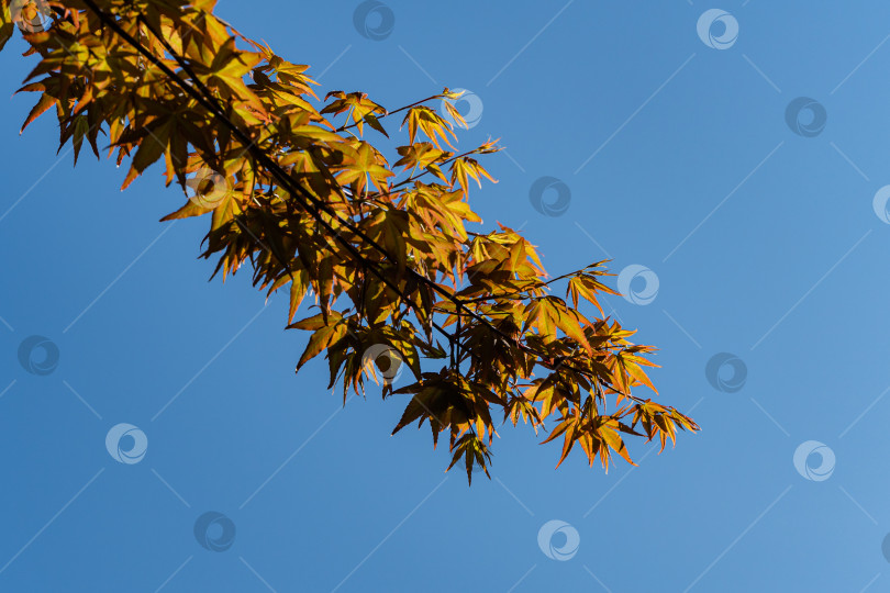 Скачать Японский клен Acer palmatum Atropurpureum. Молодые оранжевые листья на ветке японского клена на фоне голубого весеннего неба. Ландшафтный сад. Крупный план. Концепция природы для дизайна. фотосток Ozero