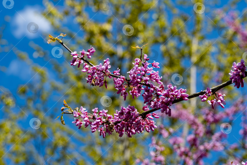 Скачать Фиолетовые цветы на ветвях красноплодки восточной или красноплодки Cercis canadensis на размытом фоне молодой листвы весеннего сада. Выборочный фокус. Ландшафтный сад. Концепция природы для дизайна фотосток Ozero