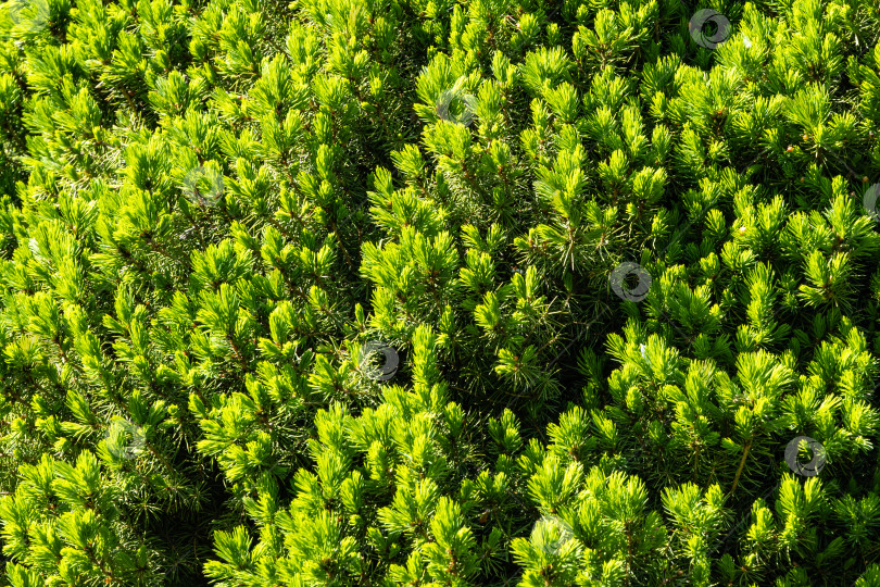 Скачать Текстура молодых ярко-зеленых побегов канадской ели Picea glauca Conica. Выборочный фокус. Крупный план. Концепция природы для дизайна. Место для вашего текста. фотосток Ozero