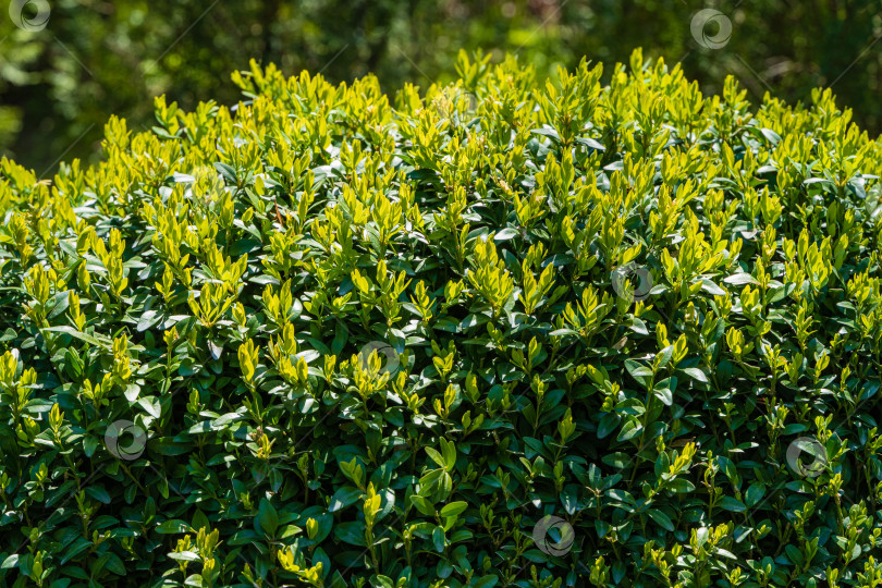 Скачать Яркая блестящая зеленая листва на кустах самшита Buxus sempervirens. Выборочный фокус. Весна в вечнозеленом ландшафтном саду. Идеальный фон для любой природной тематики, свежие обои. фотосток Ozero