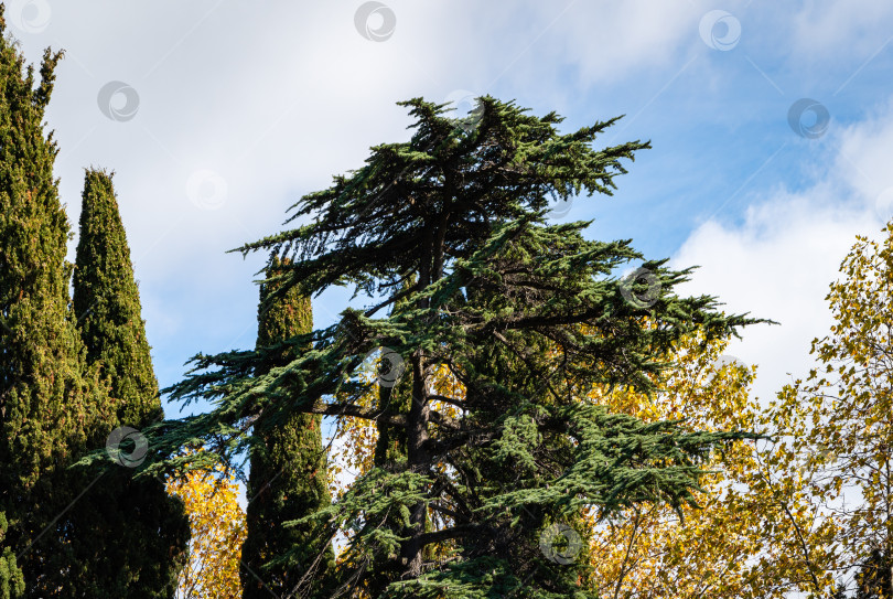 Скачать Величественный гималайский кедр, Cedrus Deodara (кедр Деодар, гималайский кедр) в окружении средиземноморских кипарисов на фоне голубого неба с белыми облаками. Гималайские кедры в парках города-курорта Сочи фотосток Ozero