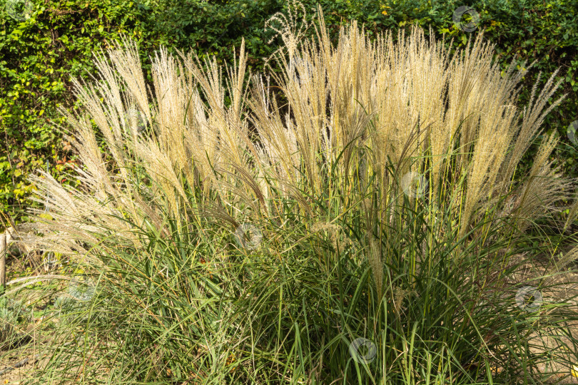 Скачать Красивая зеленая с желтыми метелками декоративная трава Miscanthus sinensis 'Gracillimus' на размытом фоне садовой зелени. Выборочный фокус. Miscanthus sinensis на переднем плане. фотосток Ozero