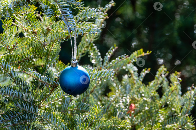 Скачать Рождественская игрушка голубой шар висит на ветке ели Abies koreana Silberlocke. Зимняя сказка в ландшафтном саду. Размытый фон с выборочной фокусировкой. Ясный солнечный день. Есть место для вашего текста. фотосток Ozero