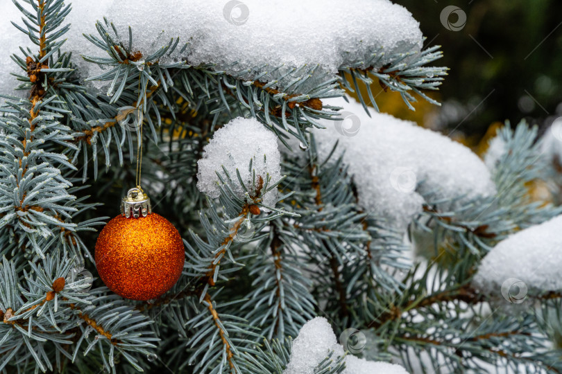 Скачать Рождественская игрушка красный шар висит под снегом на ветке рождественской елки Picea pungens Hoopsii. Зимняя сказка в ландшафтном саду. Размытый фон. Выборочный фокус. Есть место для вашего текста фотосток Ozero