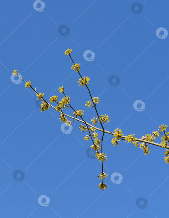 Скачать Цветущее кизиловое дерево. Красивые желтые соцветия на веточке кизила на фоне голубого весеннего неба. Крупный план. Макрофокусировка цветение кизиловой вишни (Cornus mas, европейский кизил, кизиловый куст) ранней весной. фотосток Ozero