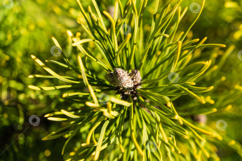 Скачать Pinus mugo Ophir. Бурый бутон на золотистой разновидности карликовой сосны Pinus mugo Ophir на размытом фоне золотистой хвои. Избирательный фокус. Концерт природы для дизайна. фотосток Ozero