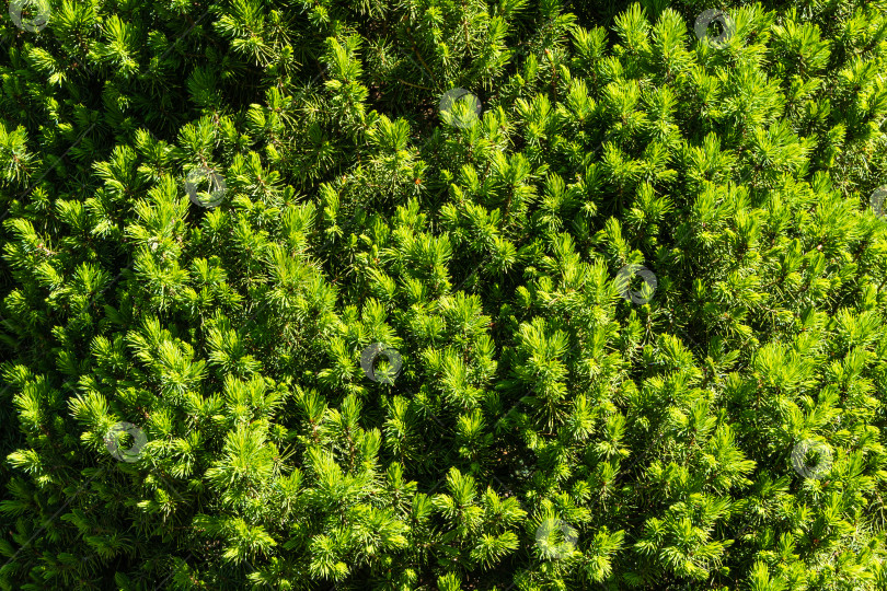 Скачать Текстура молодых ярко-зеленых побегов канадской ели Picea glauca Conica. Выборочный фокус. Крупный план. Концепция природы для дизайна. Место для вашего текста. фотосток Ozero