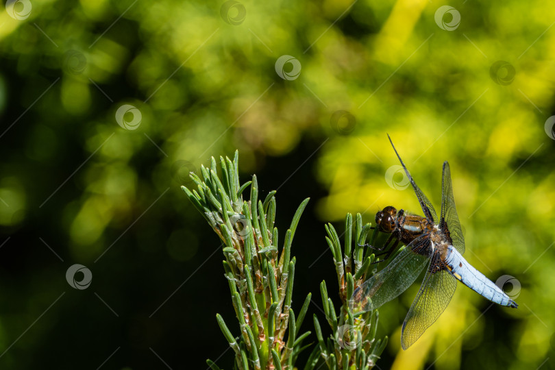 Скачать Широкоплечий самец стрекозы (Libellula depressa) с большими прозрачными крыльями и голубым телом сидит на сосне на размытом зеленом фоне. Выборочный фокус. Вечнозеленый ландшафтный сад. фотосток Ozero
