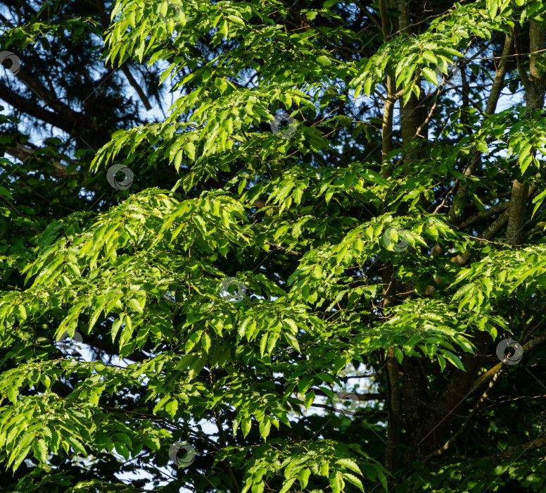 Скачать Carpinus betulus, граб европейский или обыкновенный. Молодые зеленые листья граба Carpinus Betulus на размытом фоне зелени. Выборочный фокус. Ландшафтный сад. Природная концепция для любого дизайна. фотосток Ozero
