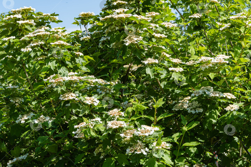Скачать Огромные соцветия белых цветов калины или Viburnum opulus на фоне голубого неба. Калина обыкновенная крупный листопадный кустарник. Избирательный подход. Концепция Nature для естественного дизайна. фотосток Ozero