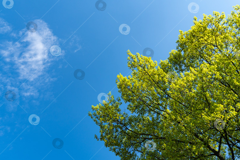 Скачать Огромный красный дуб Quercus rubra на закате на фоне голубого неба. На ветвях дуба молодые ярко-зеленые листья и желтые сережки с семенами. Ландшафтный сад. Весенний мотив для дизайна. фотосток Ozero
