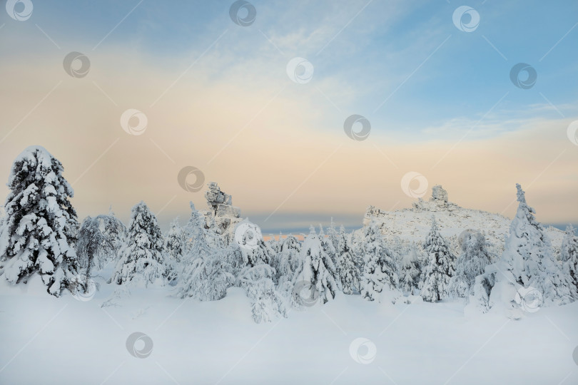 Скачать Зимний лес, деревья в снегу, готовый фон для макета. фотосток Ozero