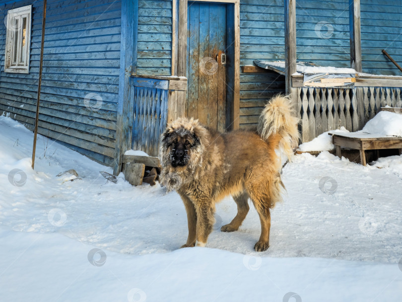 Скачать Вид на загородный дом с собакой, стоящей рядом зимой. фотосток Ozero