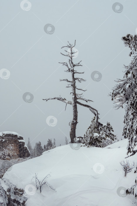 Скачать Причудливое корявое призрачное дерево замерзло и покрыто снегом. фотосток Ozero