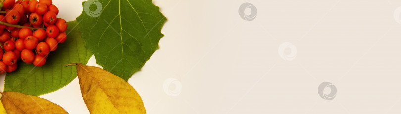 Скачать Ярко-желтые осенние листья, каштаны, сосновые шишки фотосток Ozero
