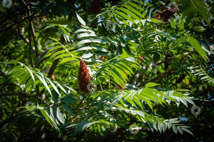 Скачать Дерево Rhus typhina (сумах рогатый, Anacardiaceae). Крупный план. Молодые зеленые гибкие листья и красные свечи с семенами на фоне зеленых листьев. Свежая концепция природы обоев. Место для вашего текста. фотосток Ozero