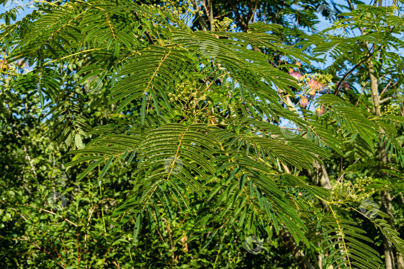 Скачать Albizia julibrissin - персидское шелковое дерево или розовое шелковое дерево семейства Fabaceae. Красивые резные листья на ветвях акации. Крупный план. Атмосфера расслабляющего отдыха и любви. Концепция природы для дизайна. фотосток Ozero