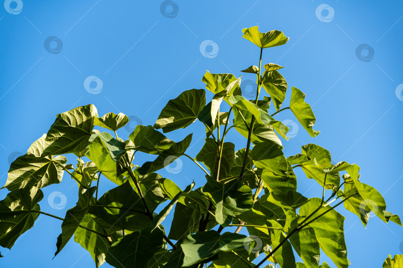 Скачать Павловния томентоза, или дерево императрицы, или дерево принцессы, или дерево наперстянки. Огромные зеленые листья на ветвях дерева принцессы на фоне голубого неба. Крупный план. Ландшафтный сад в солнечный летний день. фотосток Ozero