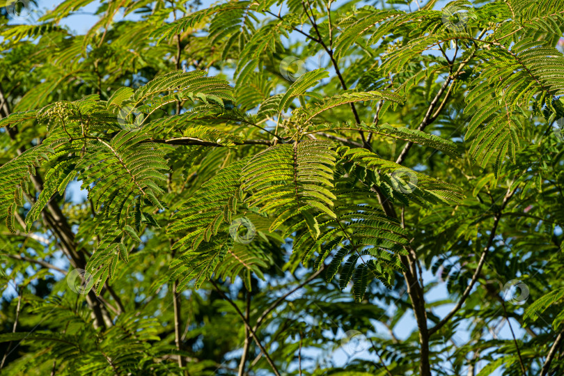 Скачать Albizia julibrissin - персидское шелковое дерево или розовое шелковое дерево семейства Fabaceae. Резные листья на ветвях акации на размытом фоне зелени сада. Крупный план. Атмосфера спокойной релаксации. фотосток Ozero