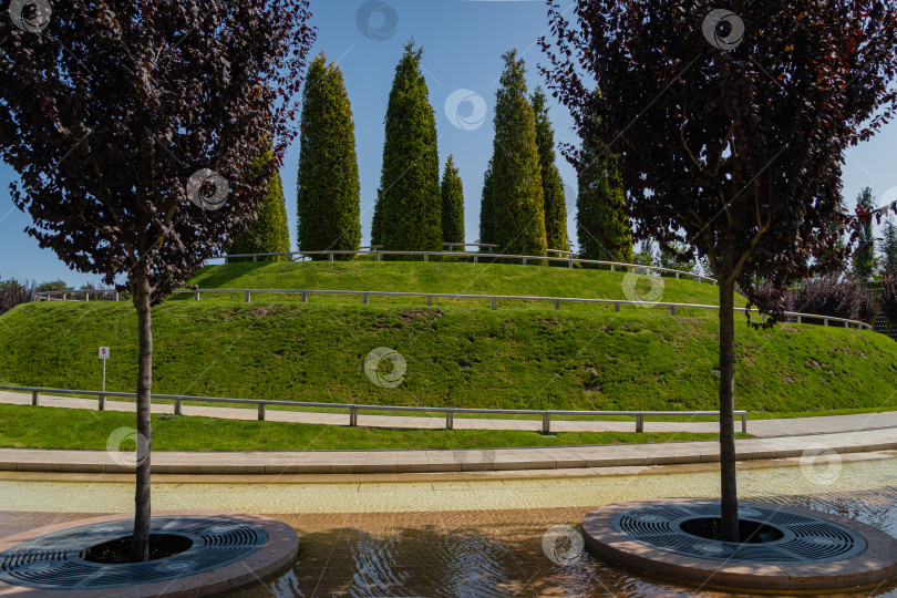 Скачать Деревья Prunus Cerasifera Pissardii. Пейзаж с деревьями Prunus Cerasifera Pissardii с фиолетовыми листьями и рядами подстриженной туи. Городской парк Краснодара или парк Галицкого. Общественный ландшафтный парк фотосток Ozero