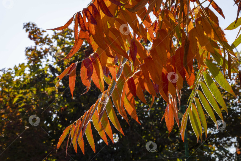 Скачать Красные и оранжевые листья сумаха Rhus typhina (Staghorn sumac, Anacardiaceae) на фоне голубого осеннего неба. Крупный план. Цветные листья в качестве естественного фона. Концепция природы для дизайна. фотосток Ozero