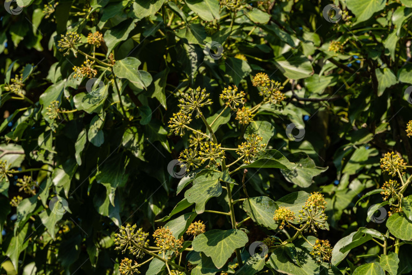 Скачать Цветущий английский плющ (Hedera helix, европейский плющ) на размытом фоне зеленых листьев. Маленькие зеленые цветки плюща на стволе высокого дерева. Выборочный фокус. Крупный план. Место для вашего текста. фотосток Ozero