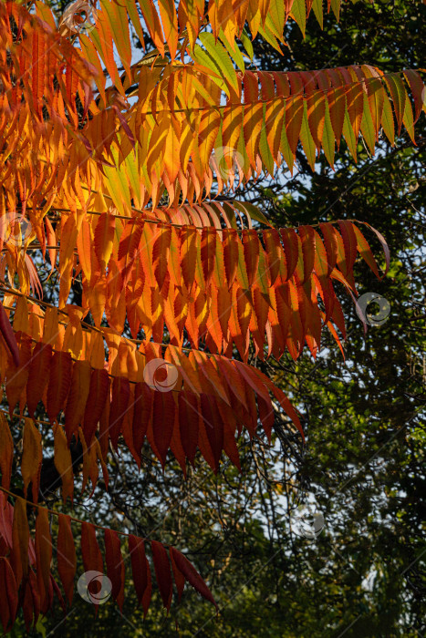 Скачать Осенняя окраска Rhus typhina (сумах рогатый, Anacardiaceae). Размытый фон. Выборочный фокус. Крупный план. Красные, оранжевые, желтые и зеленые листья сумаха. Фон с естественным текстурным рисунком фотосток Ozero