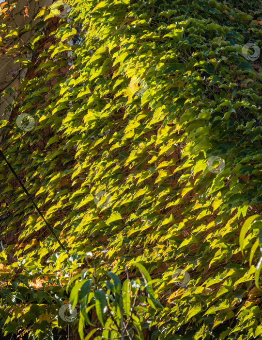 Скачать Фасад загородного дома украшен красивыми листьями Parthenocissus tricuspidata, Vitaceae, бостонского плюща, виноградного плюща, японского плюща, японской лианы. Солнечный осенний день. Концепция природы для дизайна. фотосток Ozero