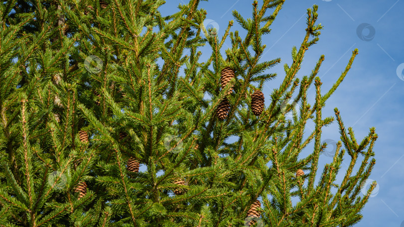 Скачать Рождественская елка Picea abies в вечнозеленом ландшафтном саду. Коричневые шишки на ветвях дерева Picea abies на фоне голубого осеннего неба. Крупный план. Ясный солнечный день. Концепция природы для рождественского дизайна. фотосток Ozero