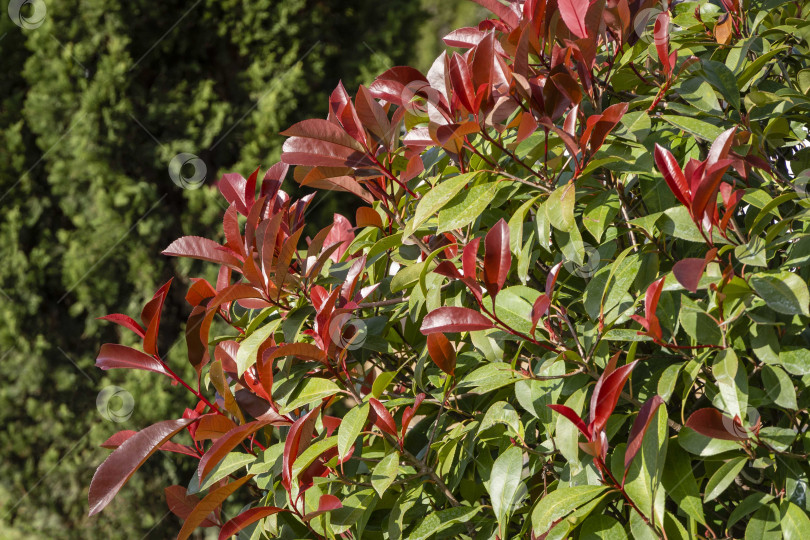 Скачать Красивые красные и зеленые листья кустарника Photinia fraseri 'Red Robin' на размытом фоне зеленых листьев средиземноморских кипарисов. Выборочный фокус. Крупный план. Центр Сочи. Поздняя осень. фотосток Ozero