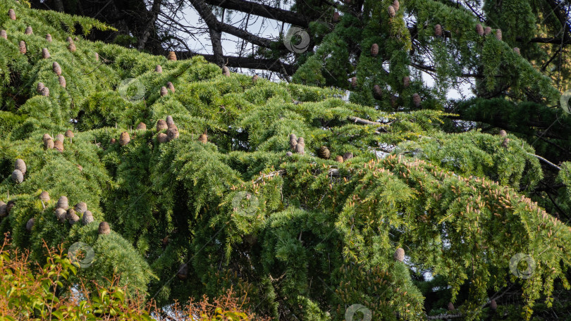 Скачать Большие шишки на роскошных ветвях гималайского кедра
Cedrus Deodara (кедр Деодар, гималайский кедр) на размытом фоне. Выборочный фокус. Гималайские кедры в парках города-курорта Сочи. фотосток Ozero