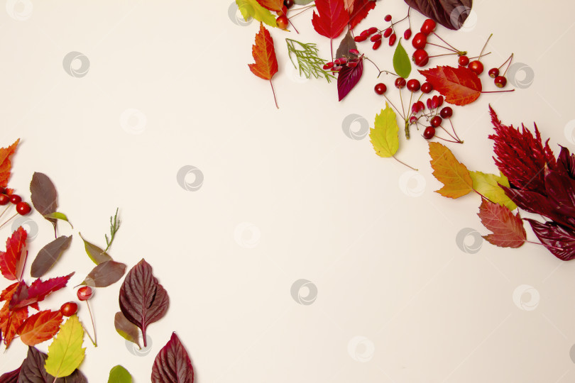 Скачать Осенние листья клена, бука, березы на белом фоне фотосток Ozero