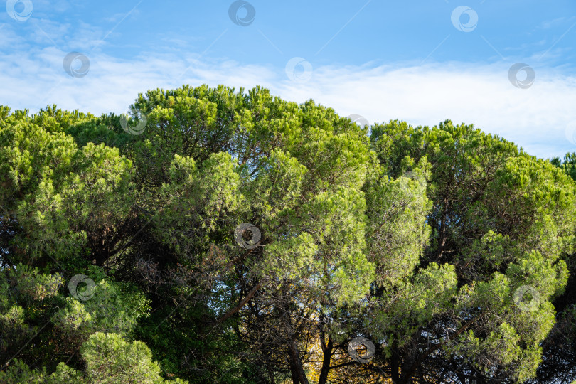 Скачать Кедр (Pinus pinea), итальянский кедр, зонтичная сосна и сосноцветник зонтичный в ландшафтном парке в городе Сочи. Крупный план. Осенний пейзаж на черноморском побережье Кавказа. фотосток Ozero