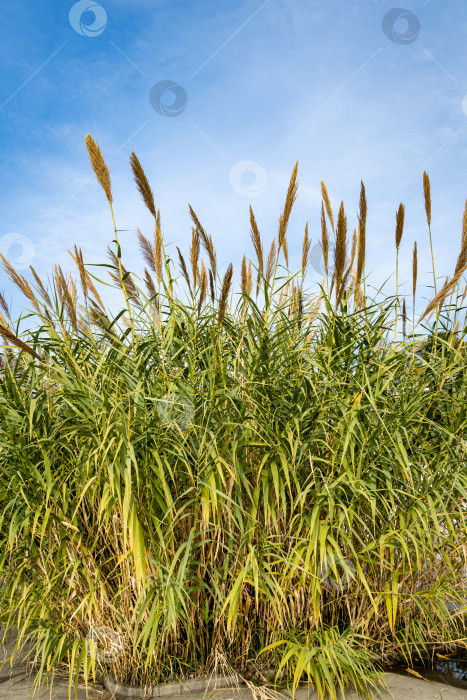 Скачать Тростник обыкновенный (Phragmites australis). Заросли пушистых сухих стволов тростника обыкновенного на фоне голубого осеннего неба. Крупный план. Концепция природы для дизайна. фотосток Ozero