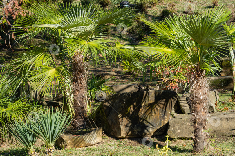 Скачать Красивые листья молодой китайской пальмы ветряной мельницы (Trachycarpus fortunei) или пальмы Чусан на фоне декоративных тропических растений. Крупный план. Общественный парк в центральной части Сочи. Поздняя осень. фотосток Ozero