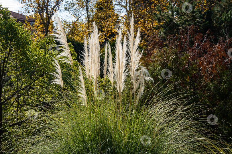 Скачать Пампасные травы или мягкие растения Cortaderia selloana среди декоративных тропических растений в ландшафтном парке в центре Сочи. Крупный план. Поздняя осень в приморском городе. Декоративное садоводство. фотосток Ozero