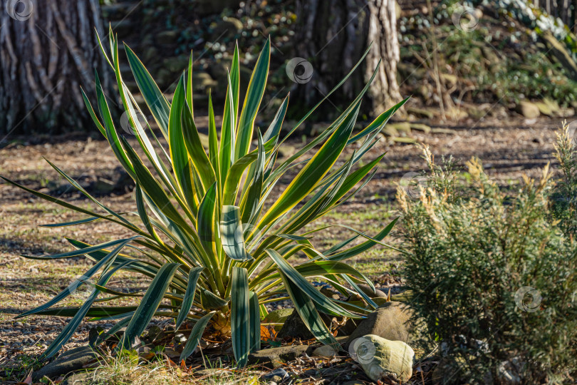 Скачать Красивые полосатые листья юкки Gloriosa Variegata на размытом фоне. Выборочный фокус. Крупный план. Январский солнечный зимний день. Вечнозеленый ландшафтный сад. Концепция природы для дизайна. фотосток Ozero