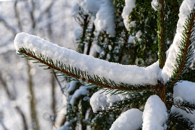 Скачать Снег на ветвях ели (Picea abies aurea). Зимняя сказка в вечнозеленом ландшафтном саду. Крупный план. Ясный солнечный зимний день после снегопада. Концепция природы для дизайна. фотосток Ozero