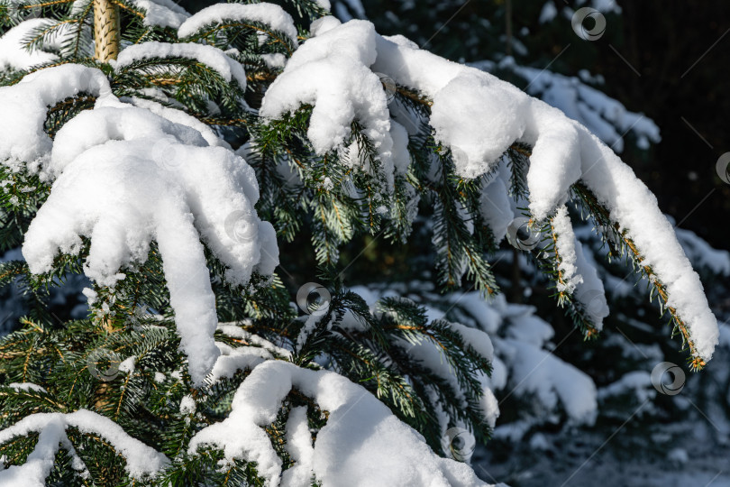 Скачать Зима в вечнозеленом ландшафтном саду. Снег на ветвях вечнозеленого хвойного дерева пихта Нордманна или кавказская пихта, Abies nordmanniana. Природная концепция дизайна. Избирательный подход. фотосток Ozero