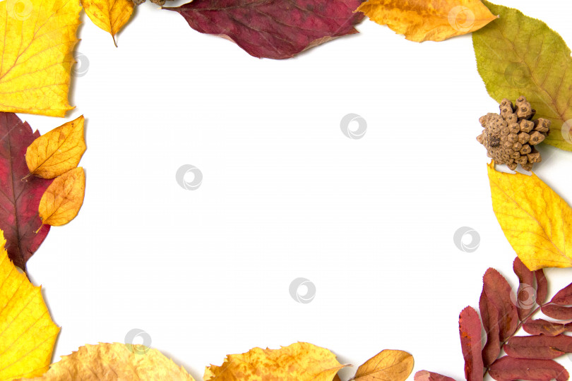 Скачать Рамка из разноцветных осенних листьев на белом фоне. фотосток Ozero