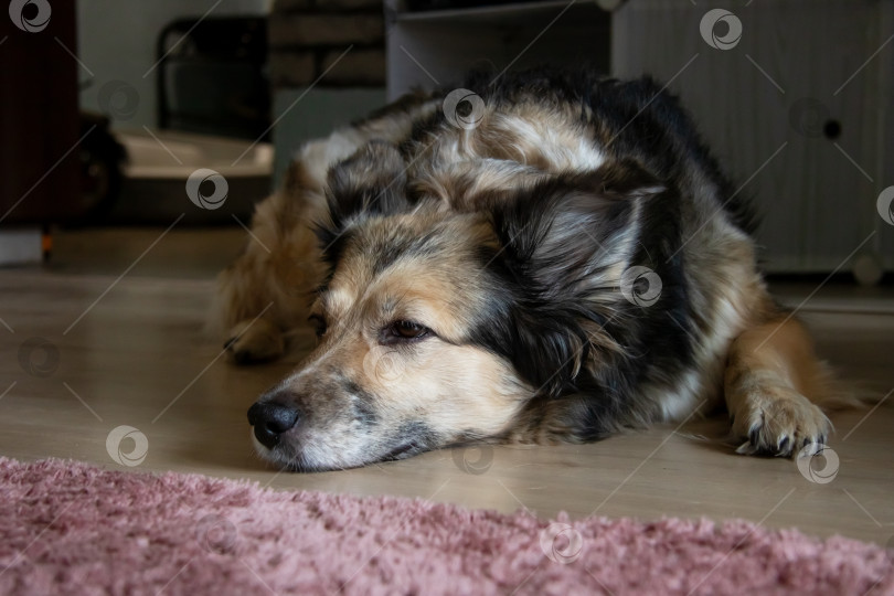 Скачать Серая собака спит на полу дома фотосток Ozero